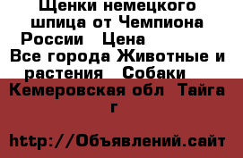 Щенки немецкого шпица от Чемпиона России › Цена ­ 50 000 - Все города Животные и растения » Собаки   . Кемеровская обл.,Тайга г.